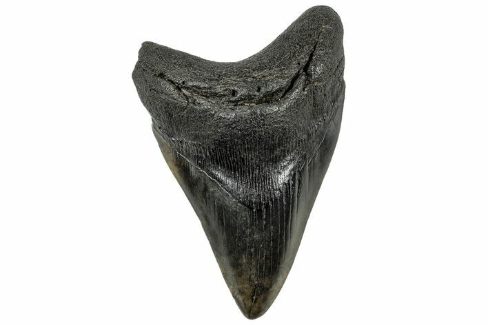 Fossil Megalodon Tooth - South Carolina #321829